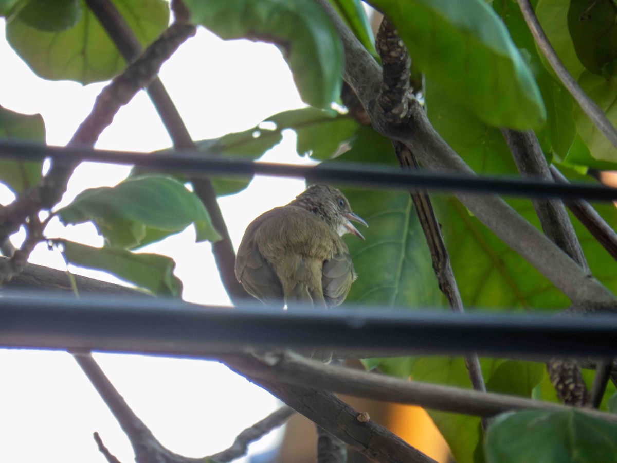 Strichelwangenbülbül - ML652367888