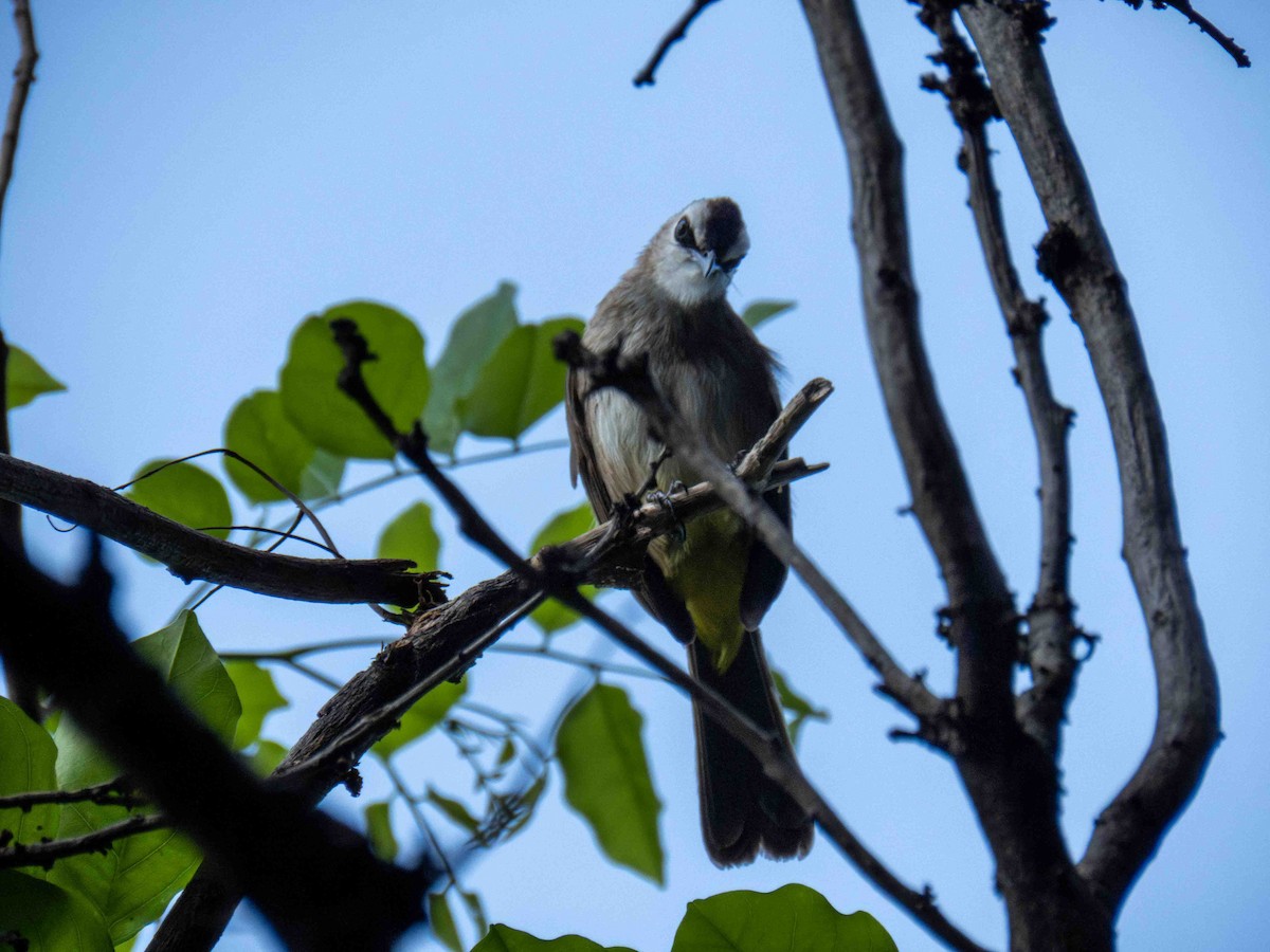 Schwarzzügelbülbül - ML652367893