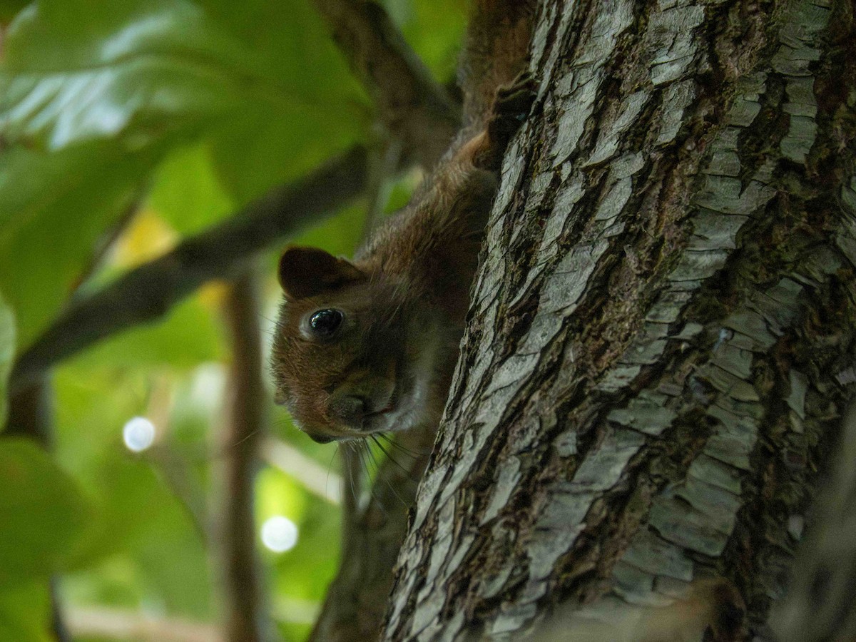 Bananenhörnchen - ML652368193