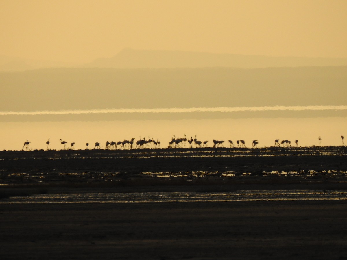 Lesser Flamingo - ML652368236