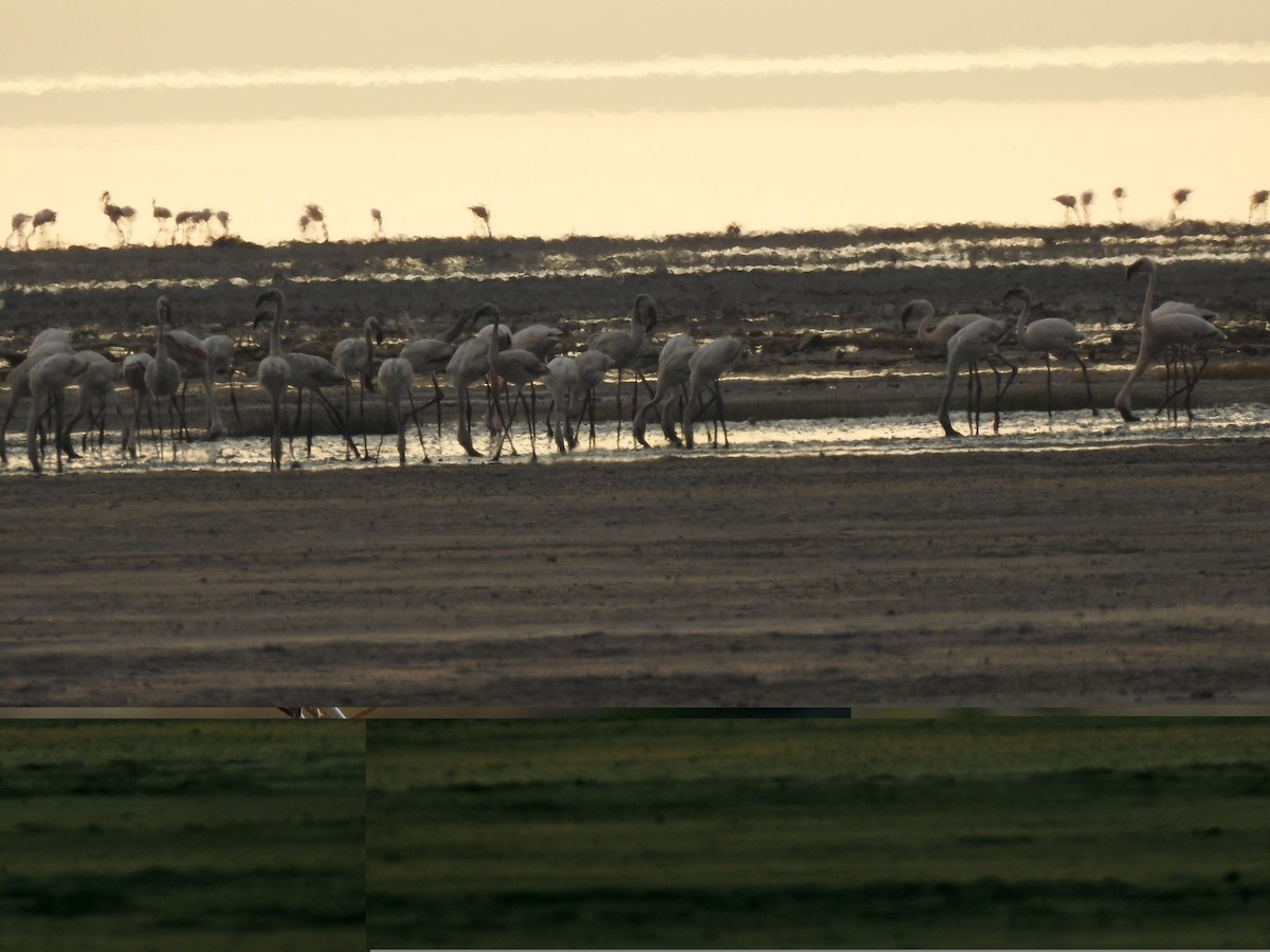 Lesser Flamingo - ML652368241