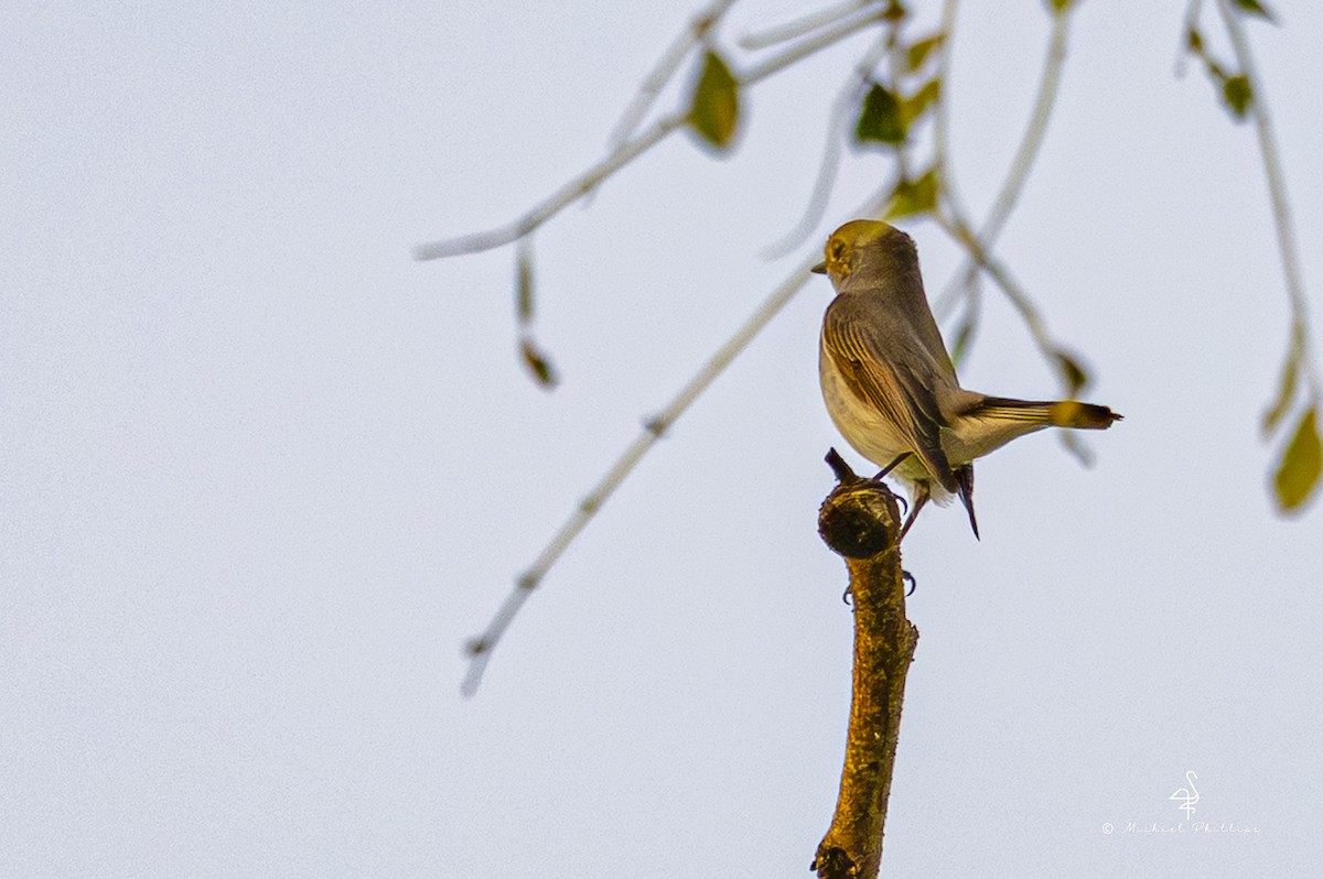Taiga Flycatcher - ML652368271