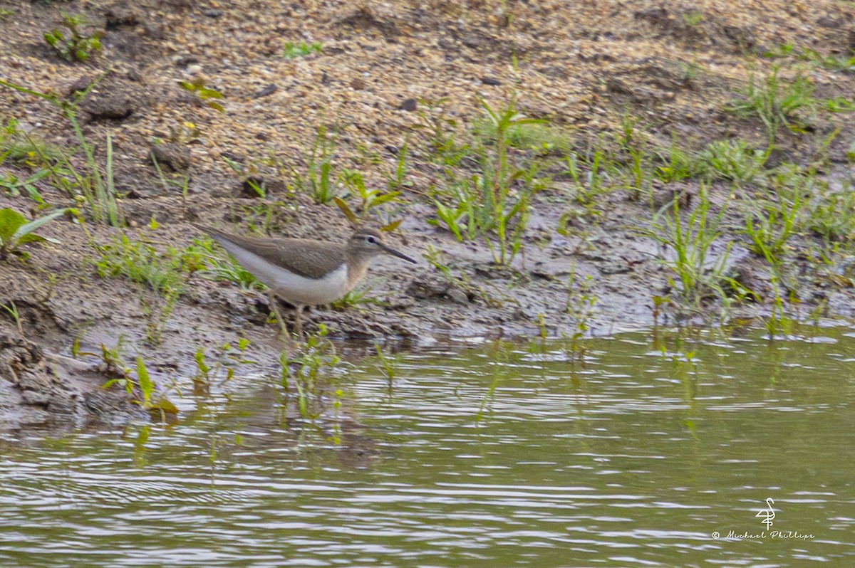 Common Sandpiper - ML652368285