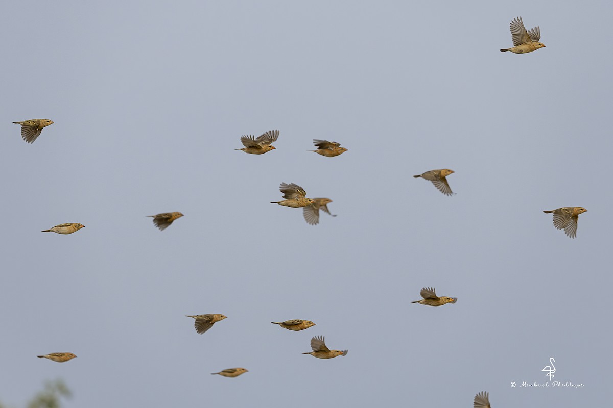 Baya Weaver - ML652368293