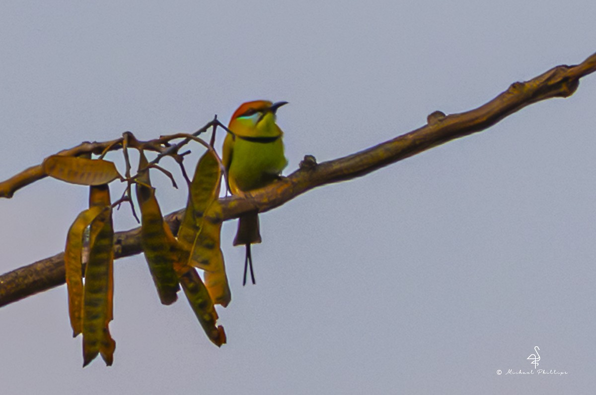 Asian Green Bee-eater - ML652368318