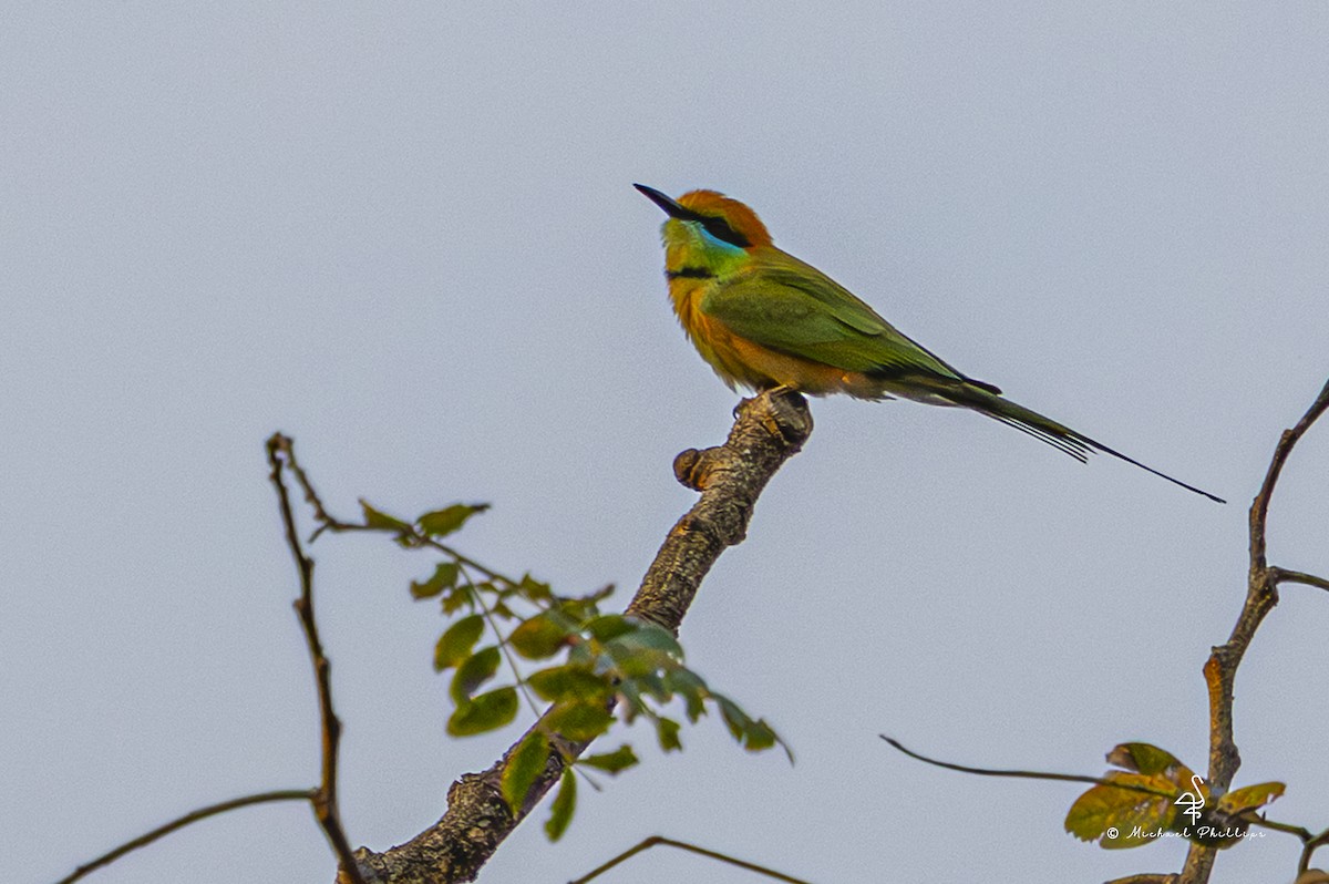 Asian Green Bee-eater - ML652368319