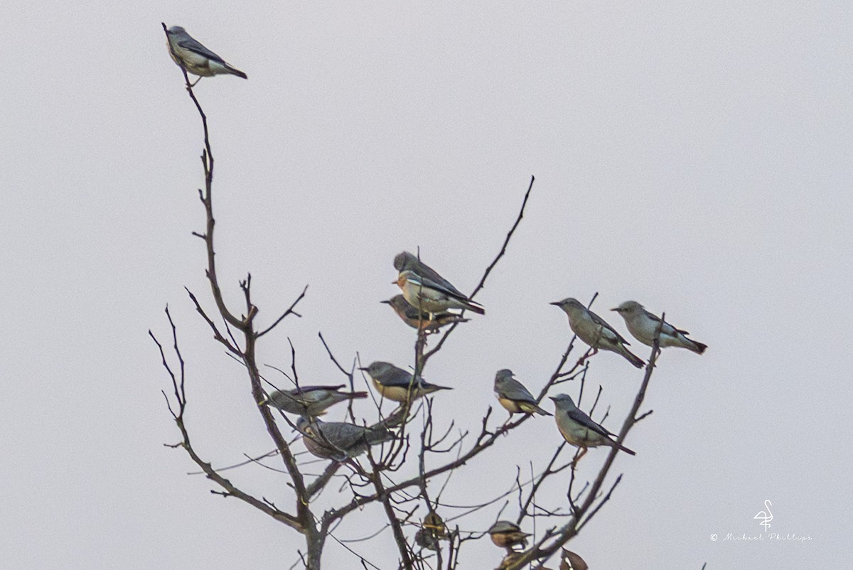 Chestnut-tailed Starling (Eastern) - ML652368340