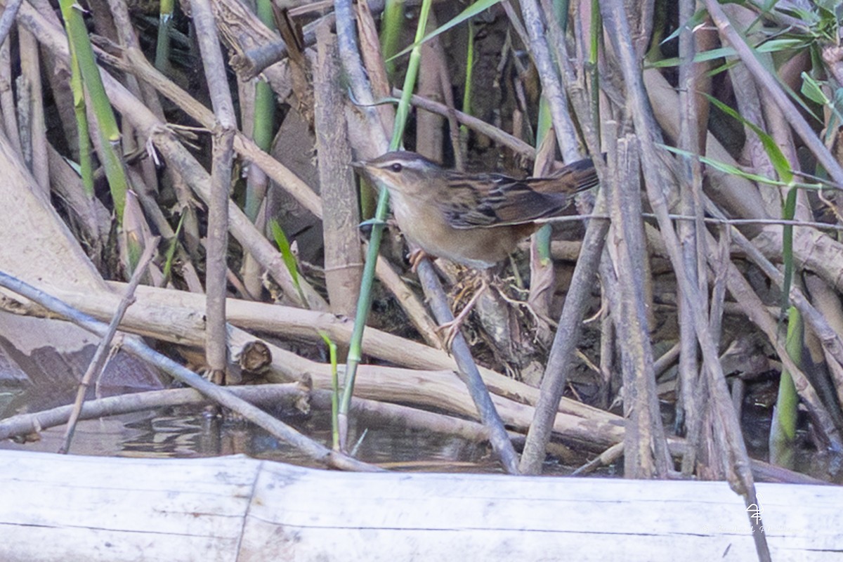 Pallas's Grasshopper Warbler - ML652368341