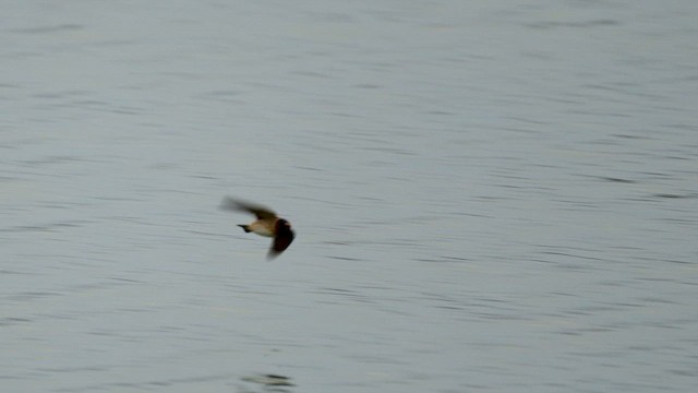 Cliff Swallow - ML652368470