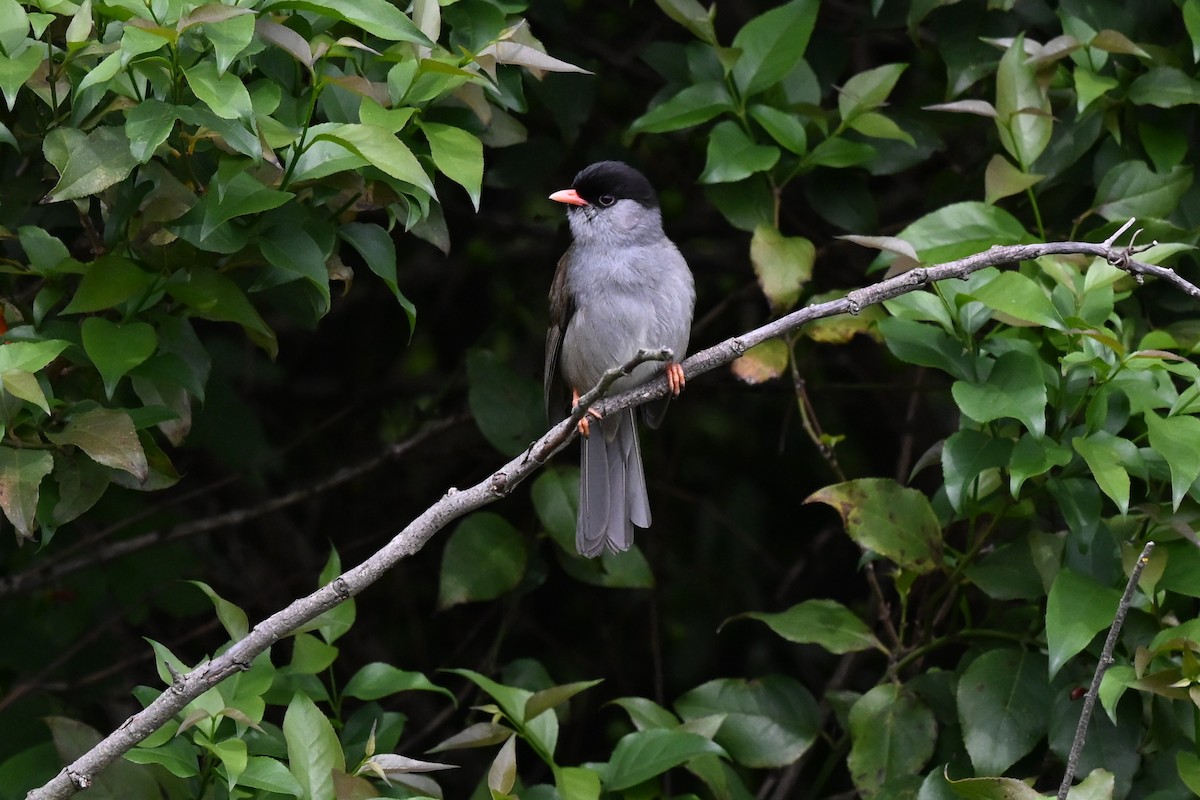 Шаперон - ML652368559