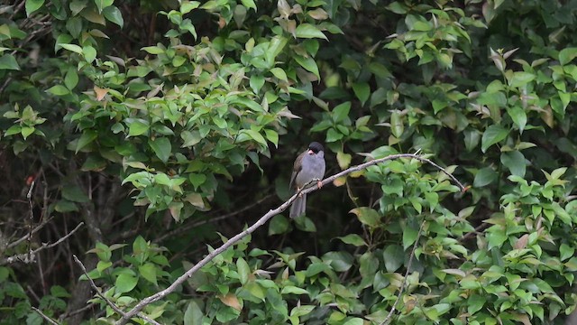 Шаперон - ML652368563