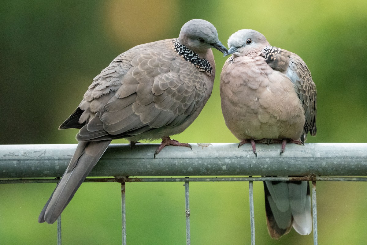 Китайская горлица - ML652368816