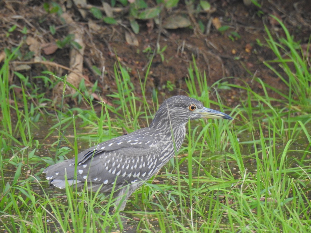 Nachtreiher - ML652368932