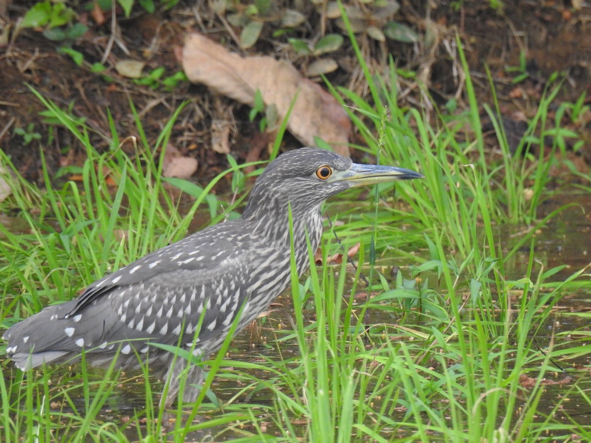 Nachtreiher - ML652368933