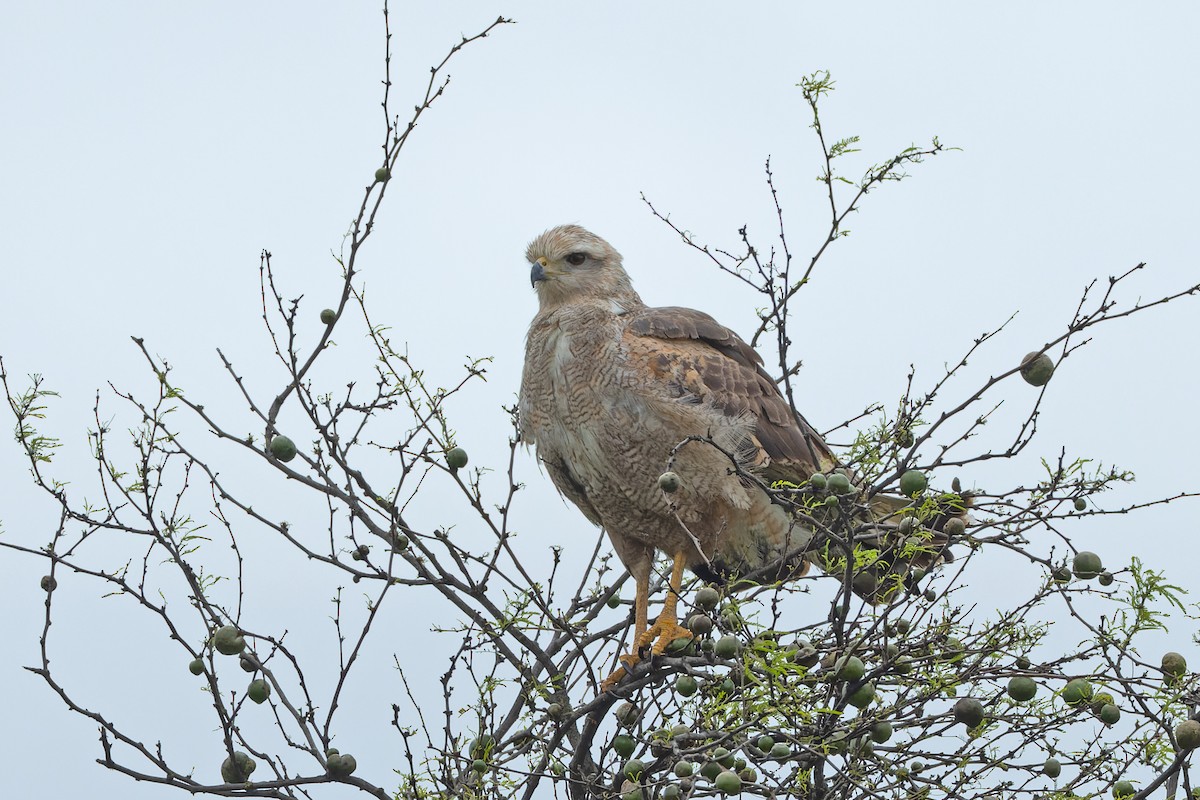 Savanna Hawk - ML652368966