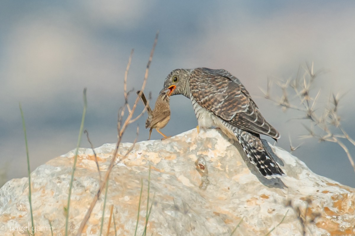 Common Cuckoo - ML652369016