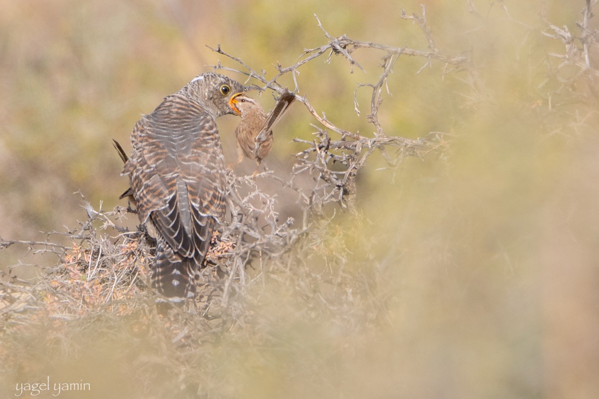 Common Cuckoo - ML652369017