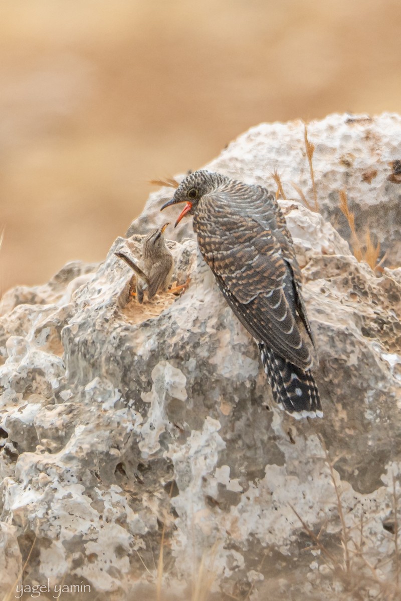 Common Cuckoo - ML652369018
