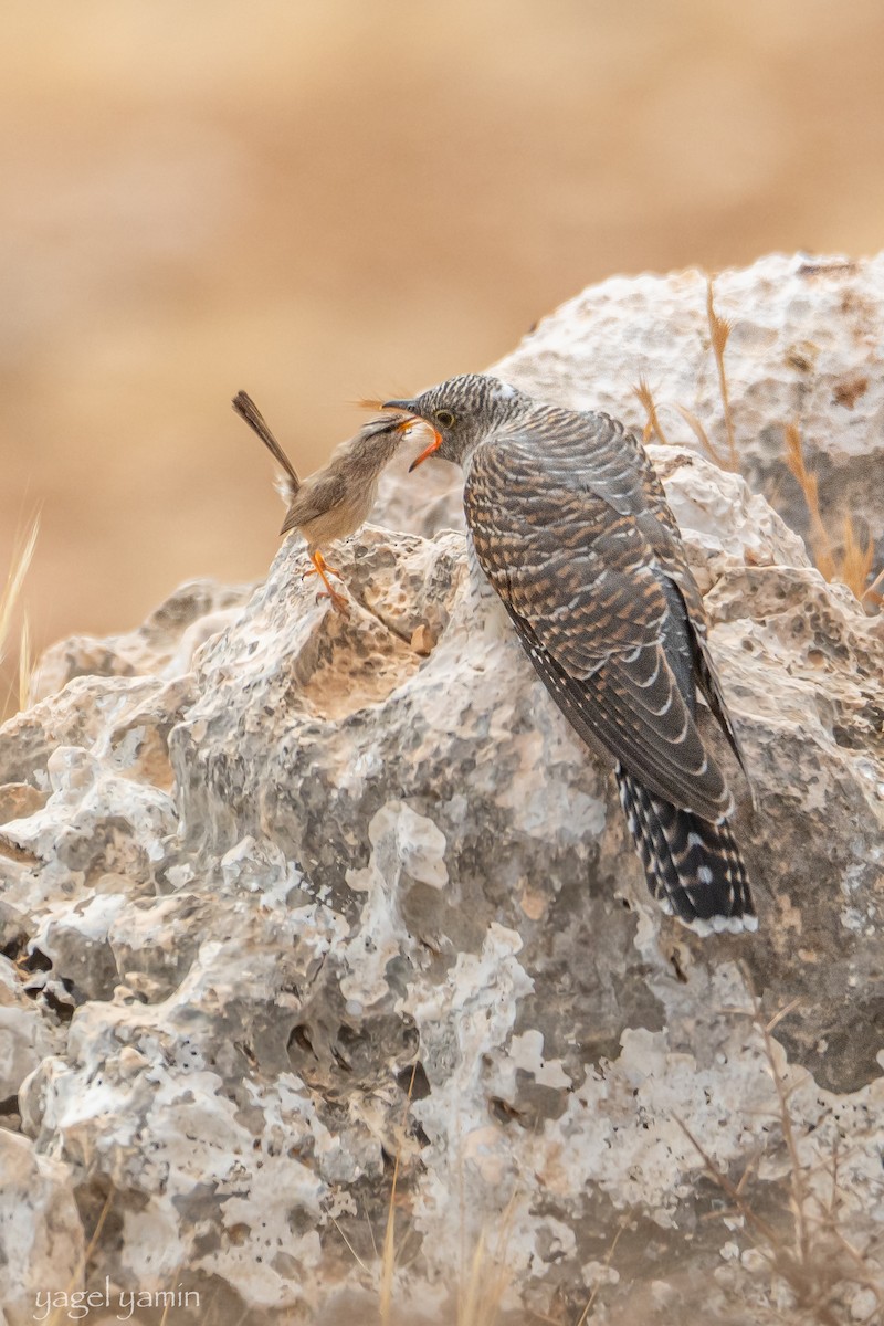 Common Cuckoo - ML652369019