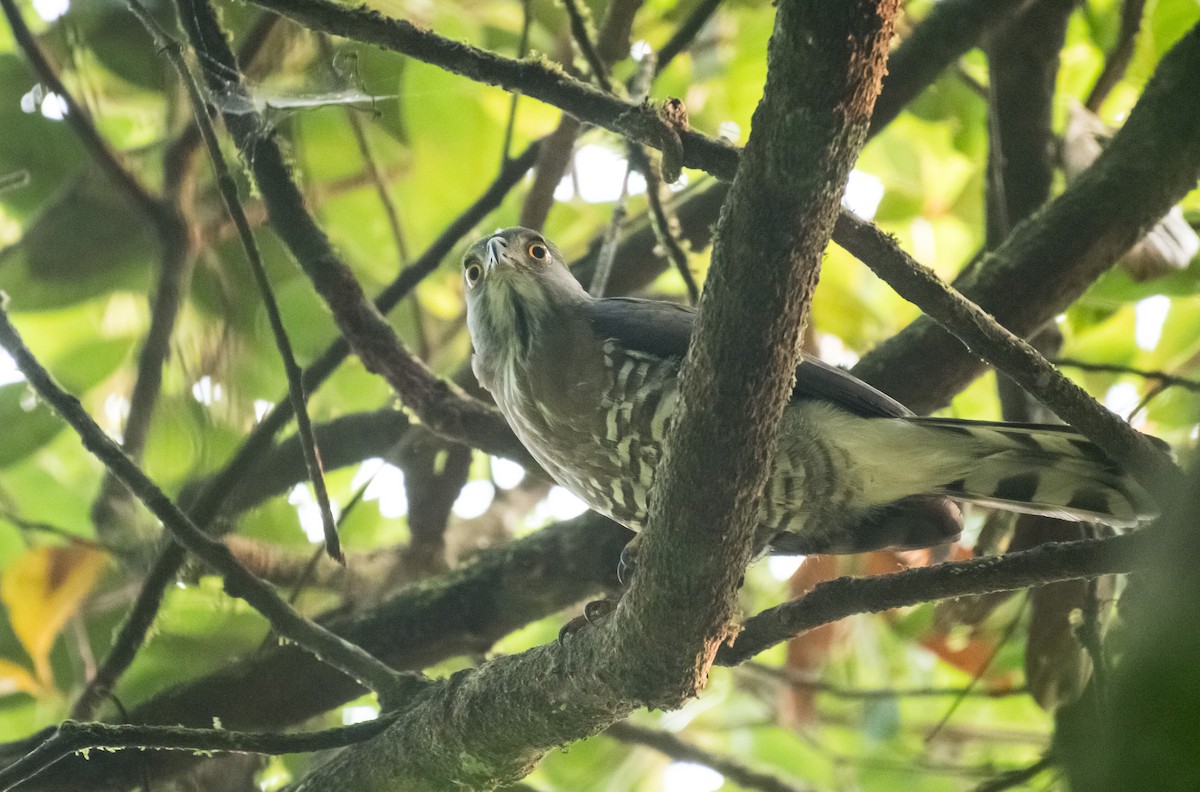 Schopfhabicht - ML652369086