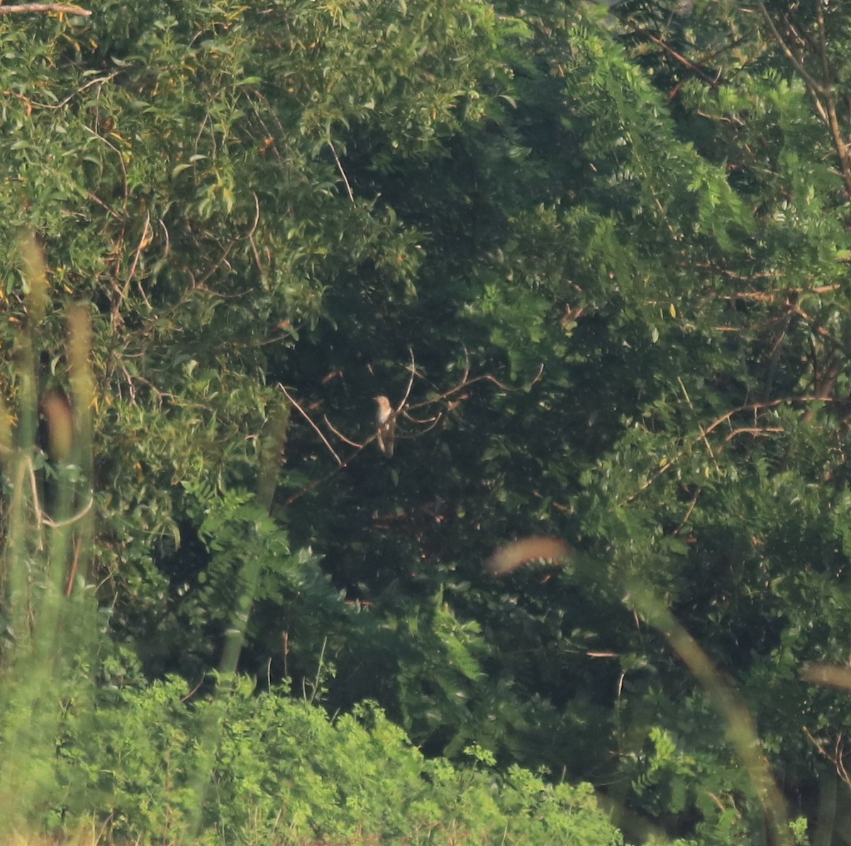 Common Cuckoo - ML652369341