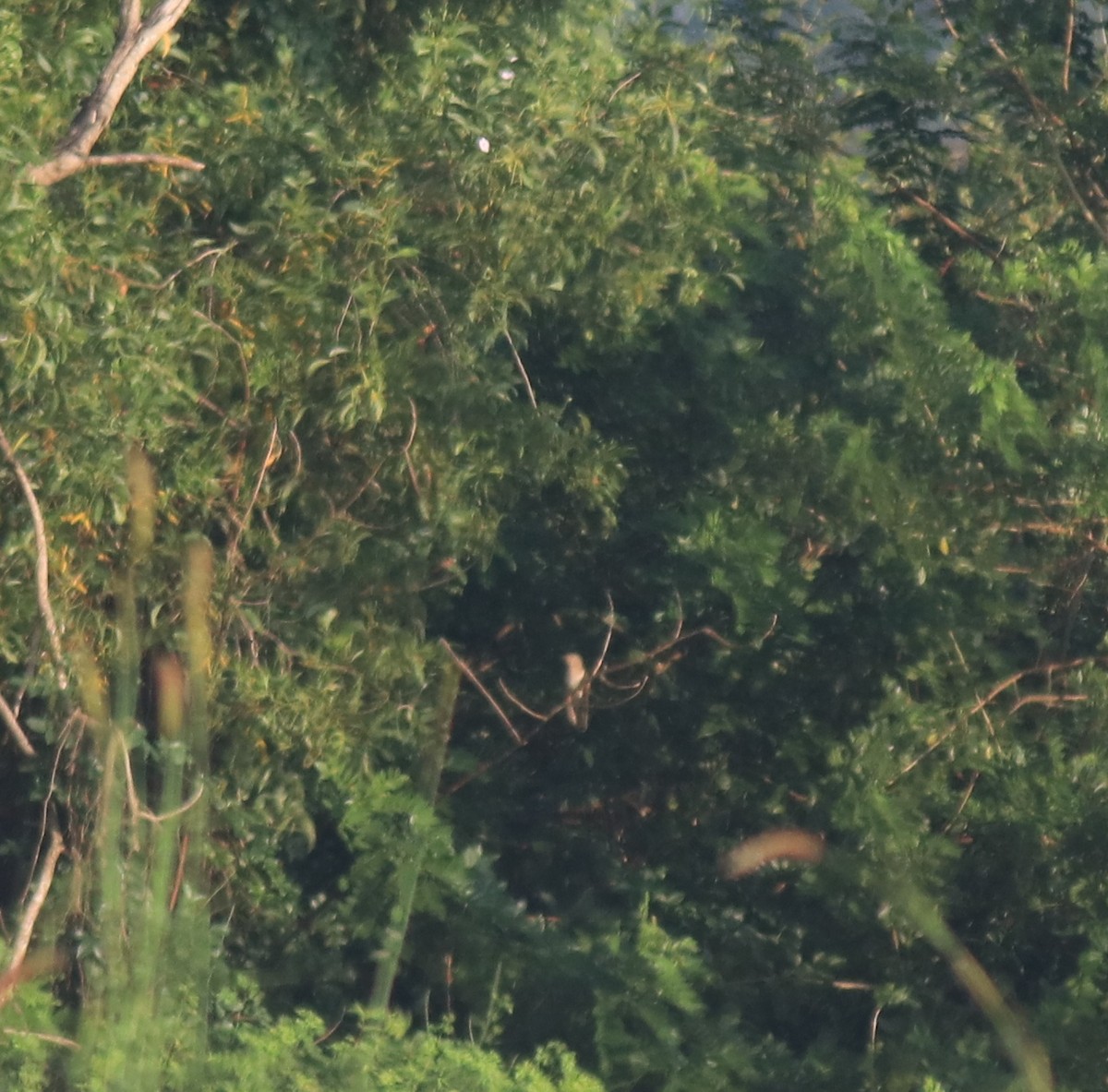 Common Cuckoo - ML652369342