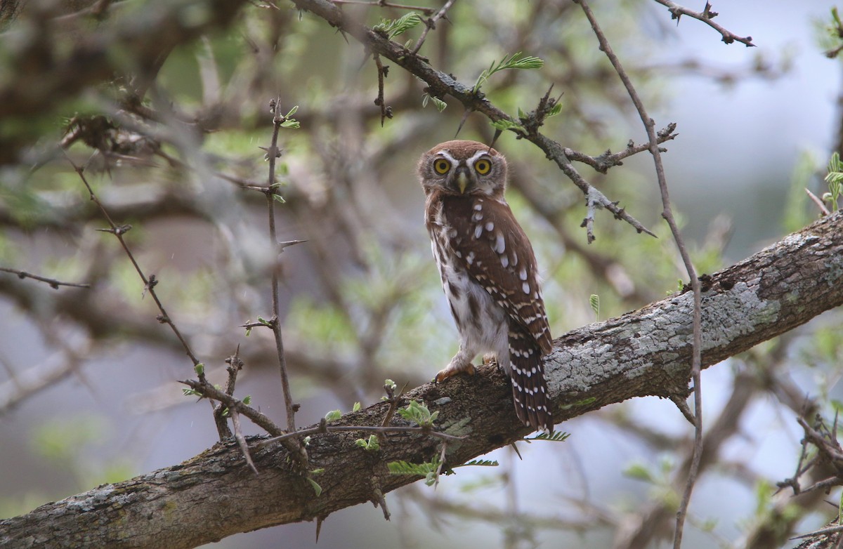 Pearl-spotted Owlet - ML652369770