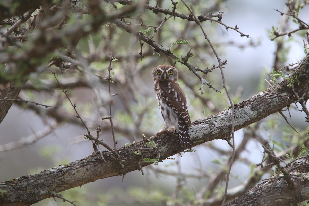 Pearl-spotted Owlet - ML652369771