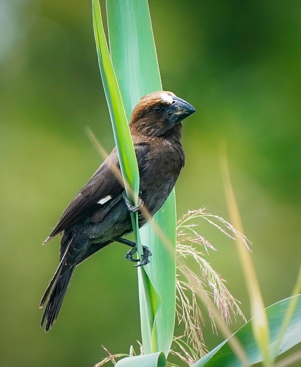 tykknebbvever - ML652370903