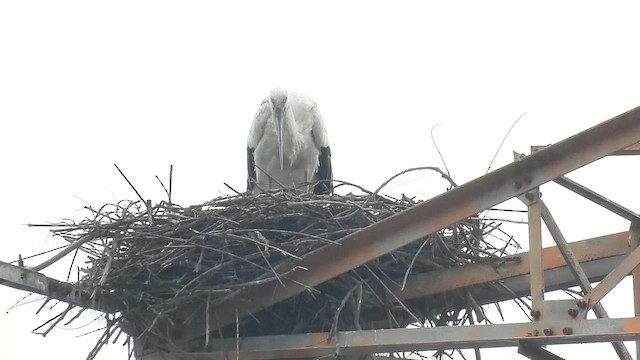 Oriental Stork - ML652370985