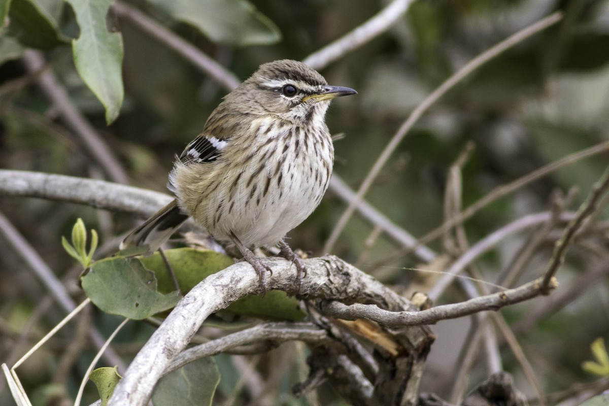 Buztantente bularpikarta - ML652371022