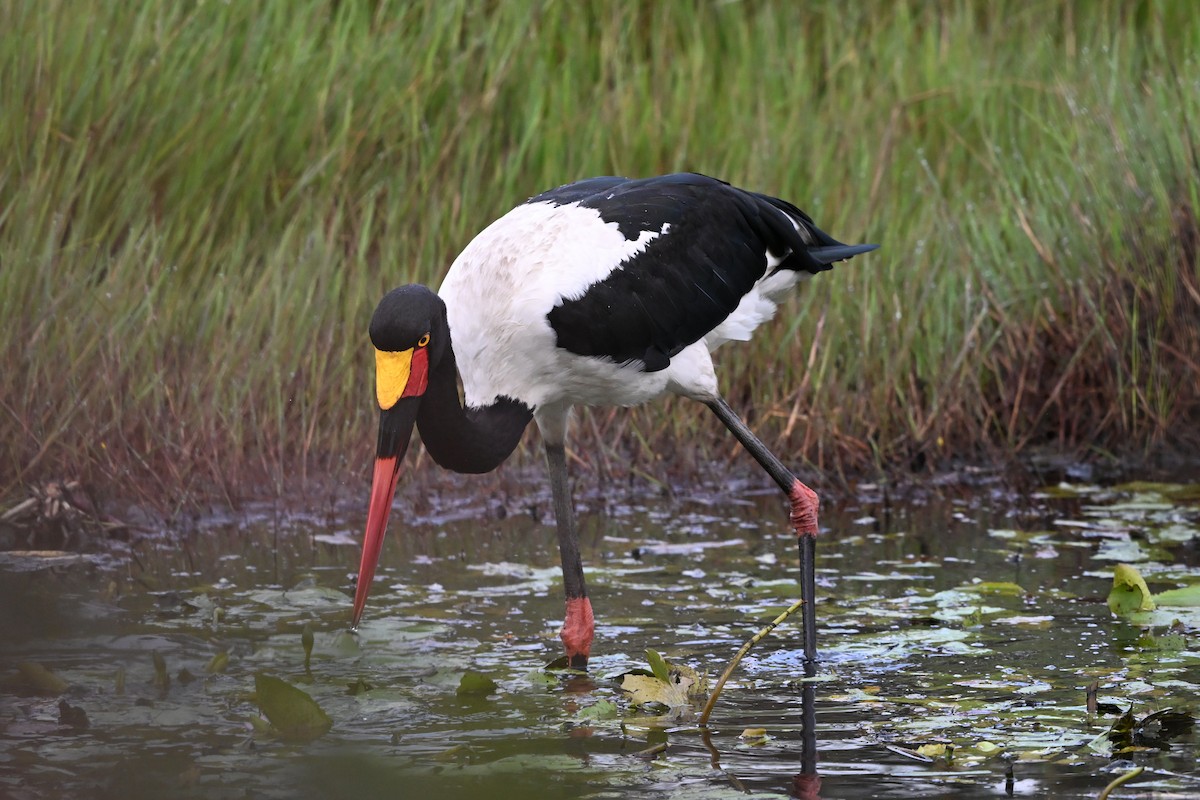 クラハシコウ - ML652371721