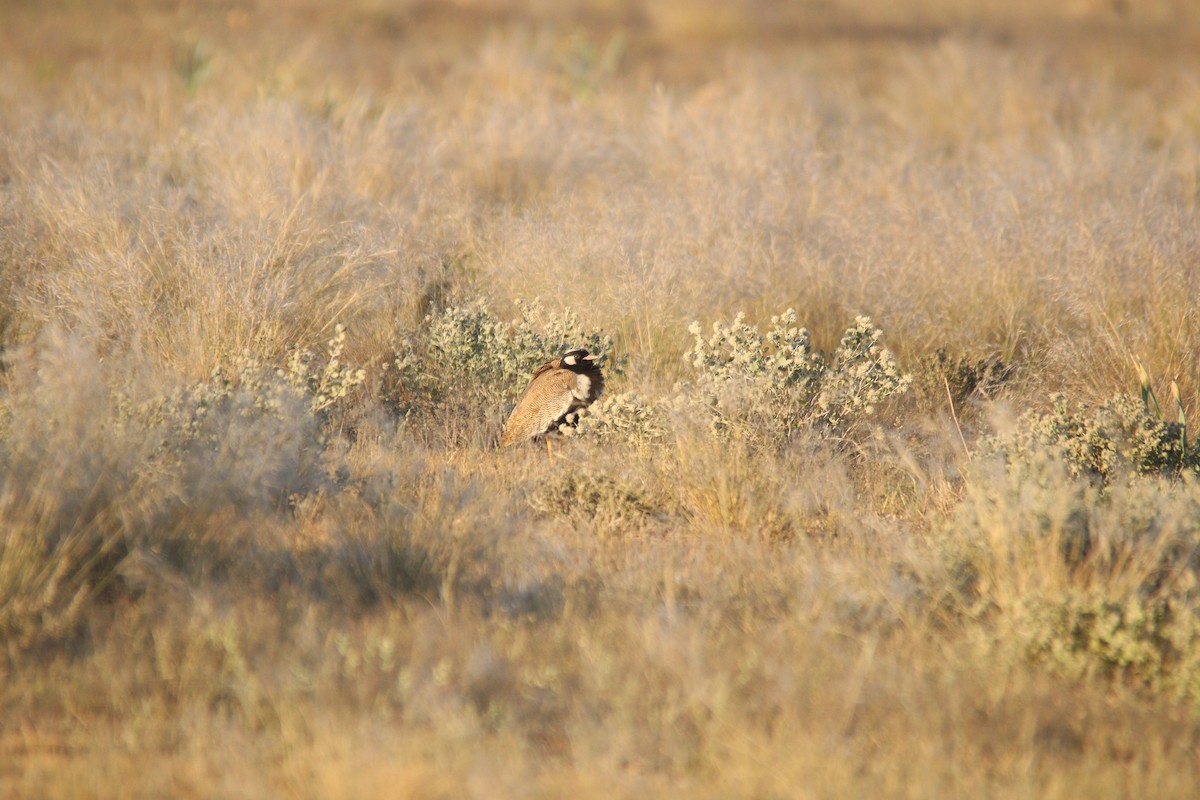 White-quilled Bustard - ML652371828