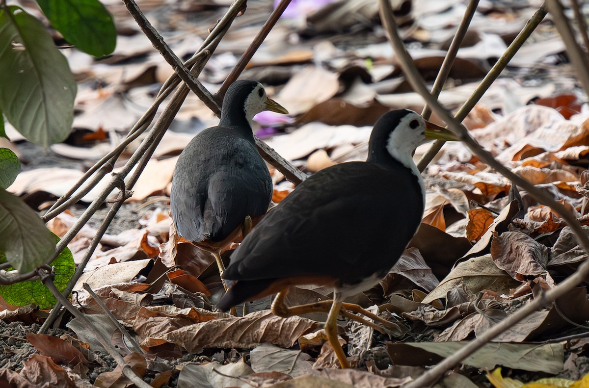 White-breasted Waterhen - ML652372482