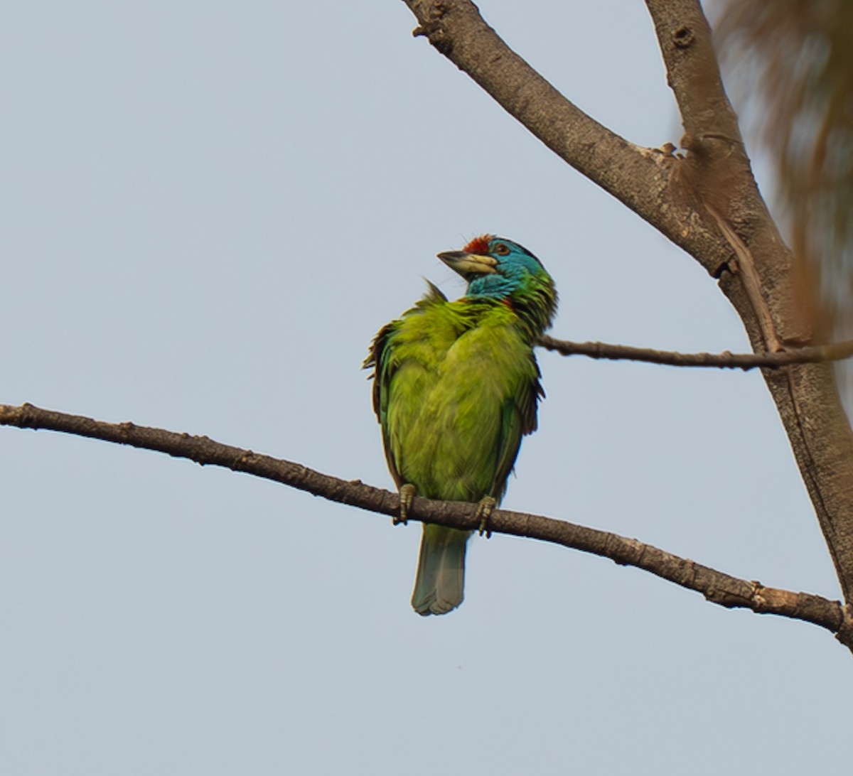 Blue-throated Barbet - ML652372490