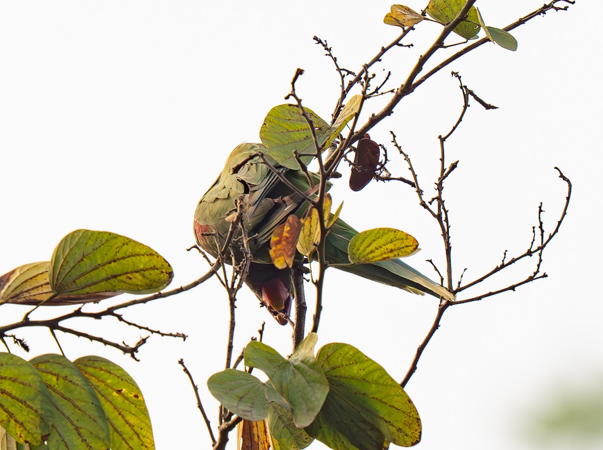 Alexandrine Parakeet - ML652372503