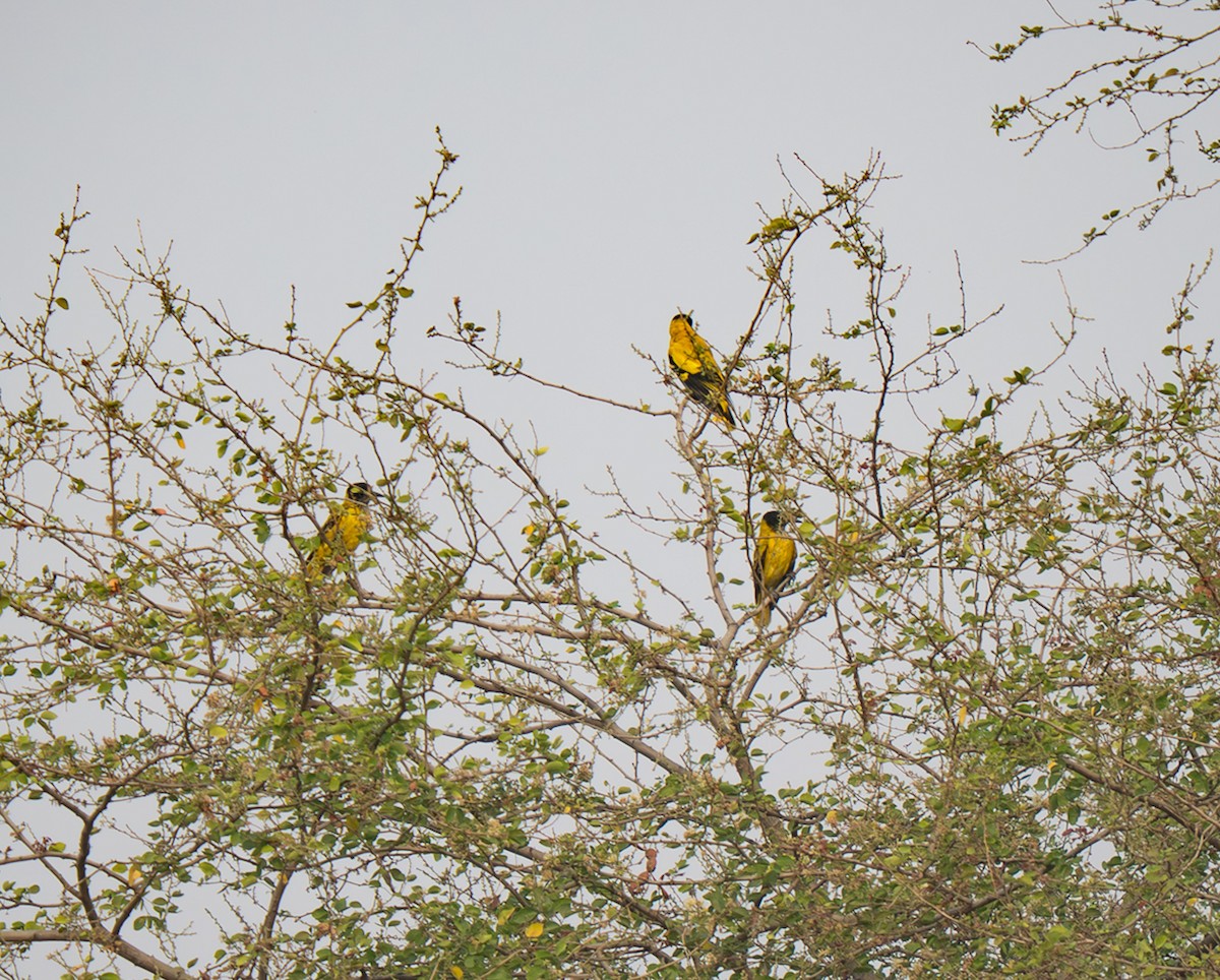 Black-hooded Oriole - ML652372634