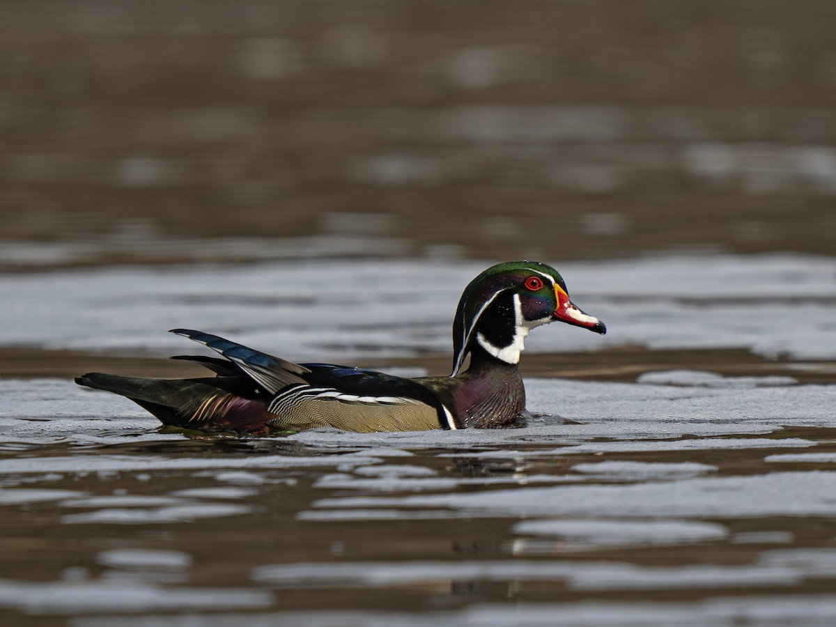 Wood Duck - ML652372896