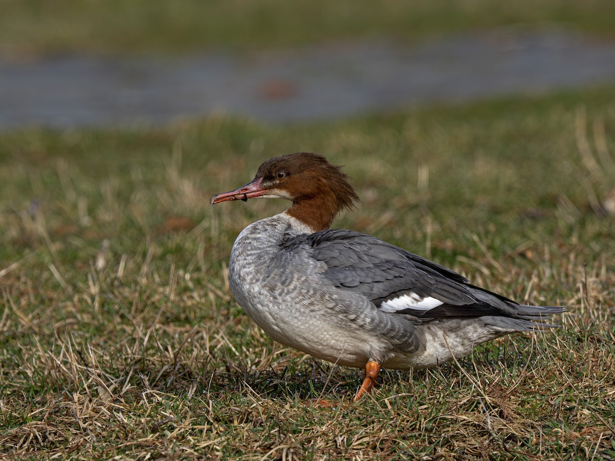 Common Merganser - ML652372903