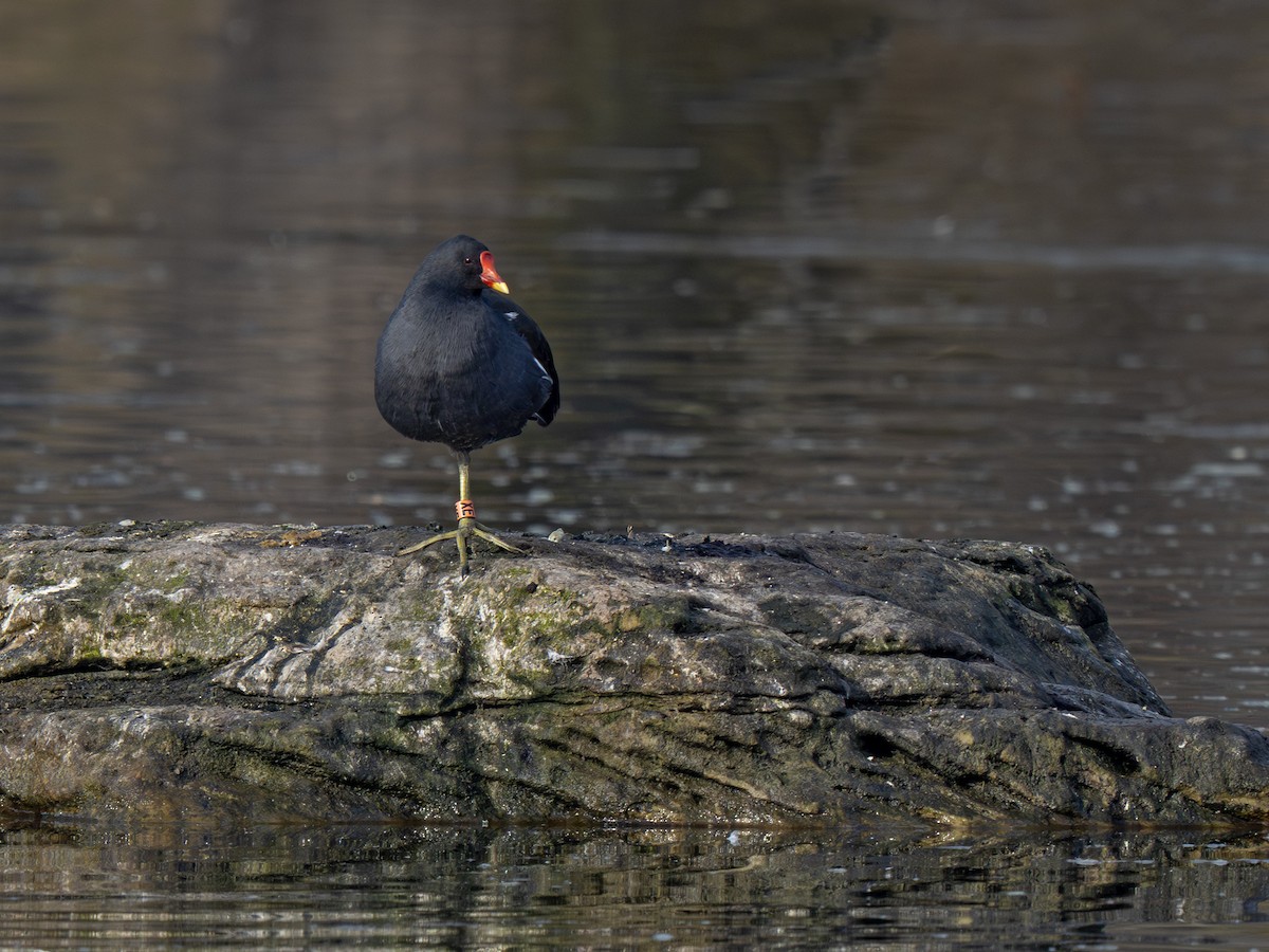 Eurasian Moorhen - ML652372913