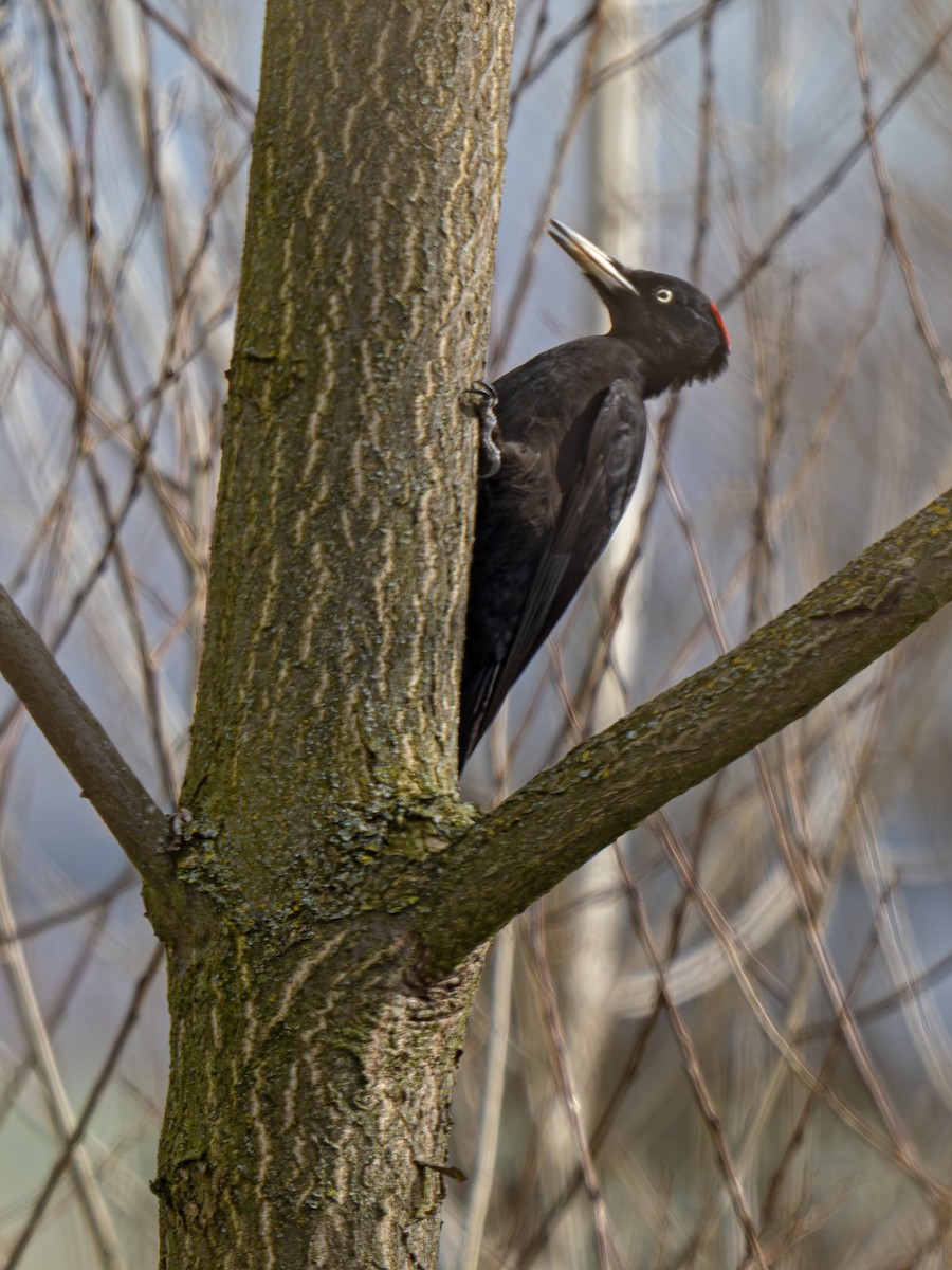Black Woodpecker - ML652372917