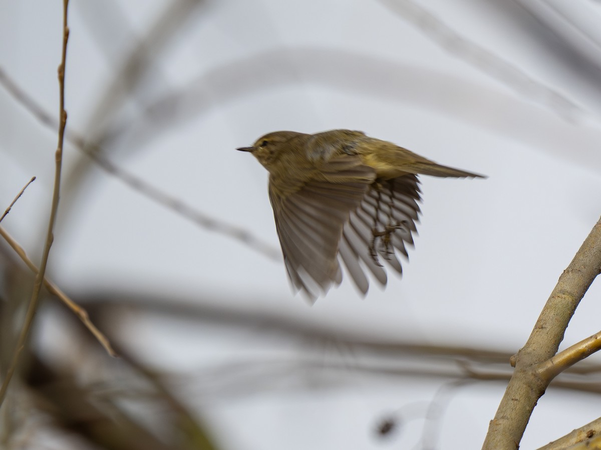 Common Chiffchaff - ML652372923