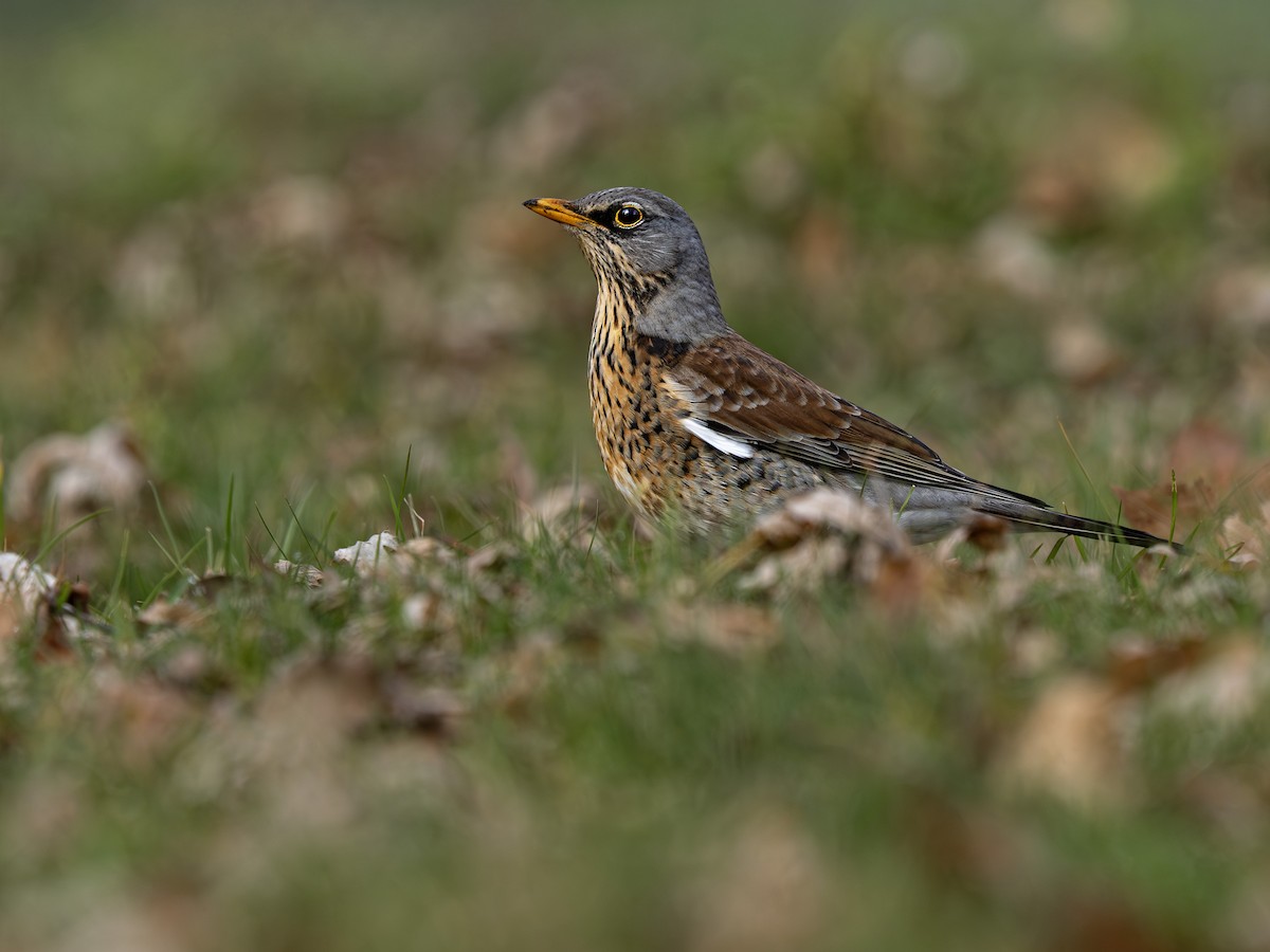 Fieldfare - ML652372931