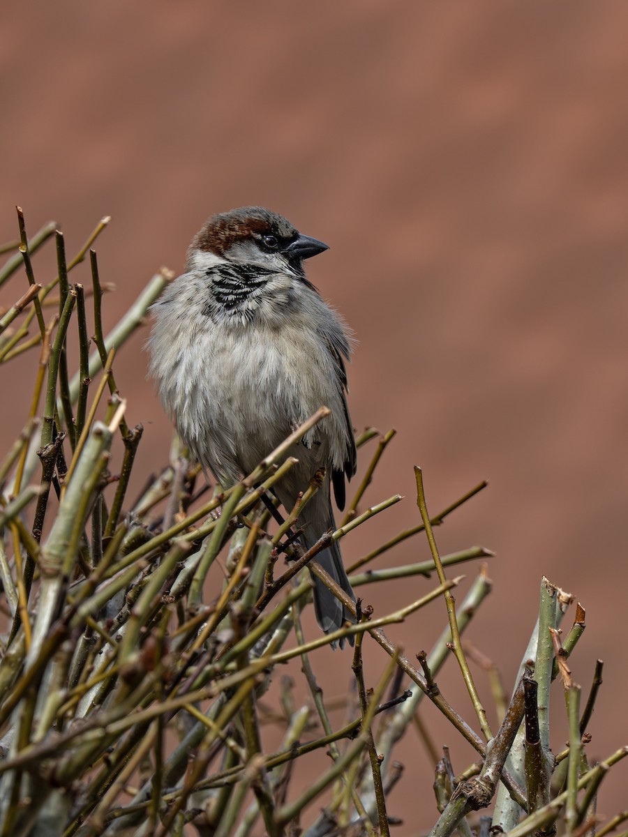 House Sparrow - ML652372942