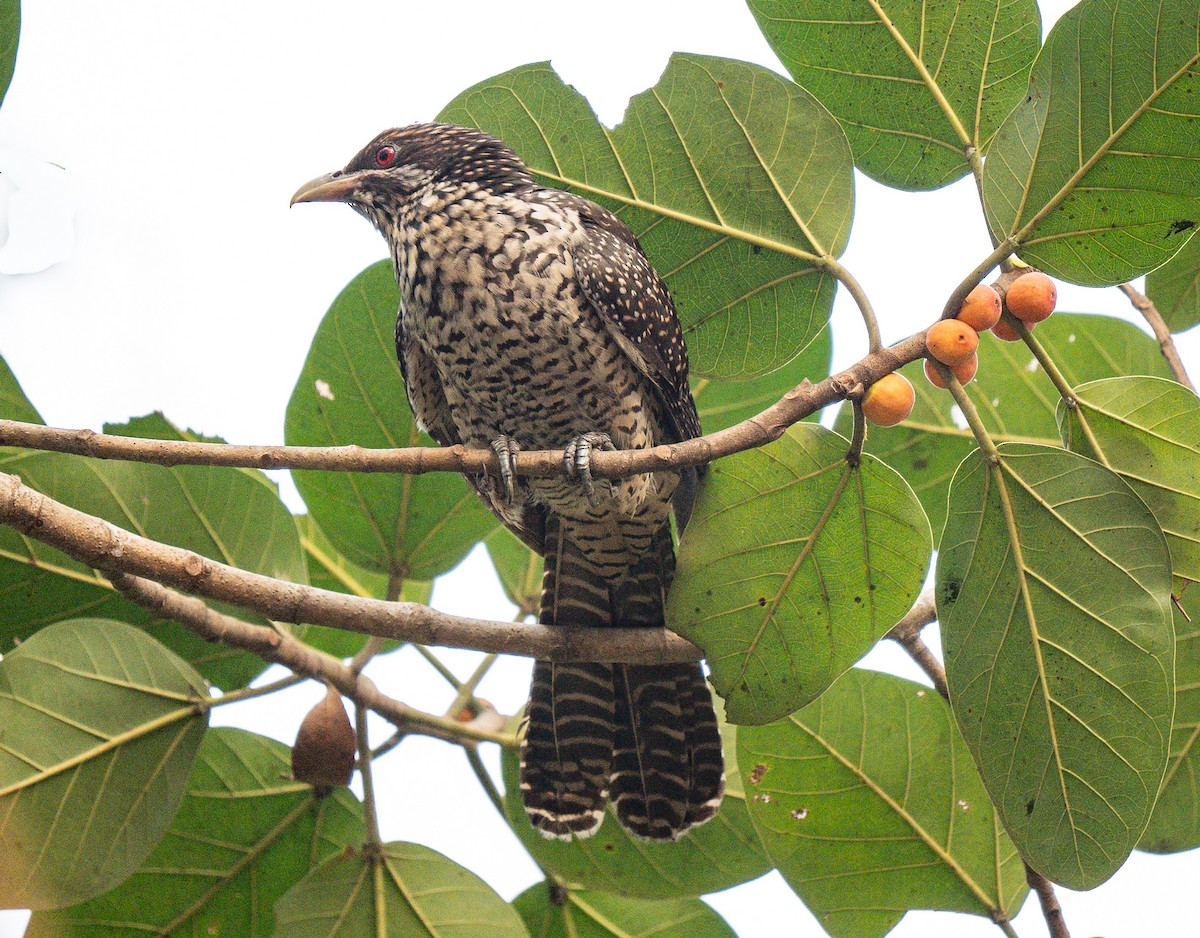 Asian Koel - ML652372974