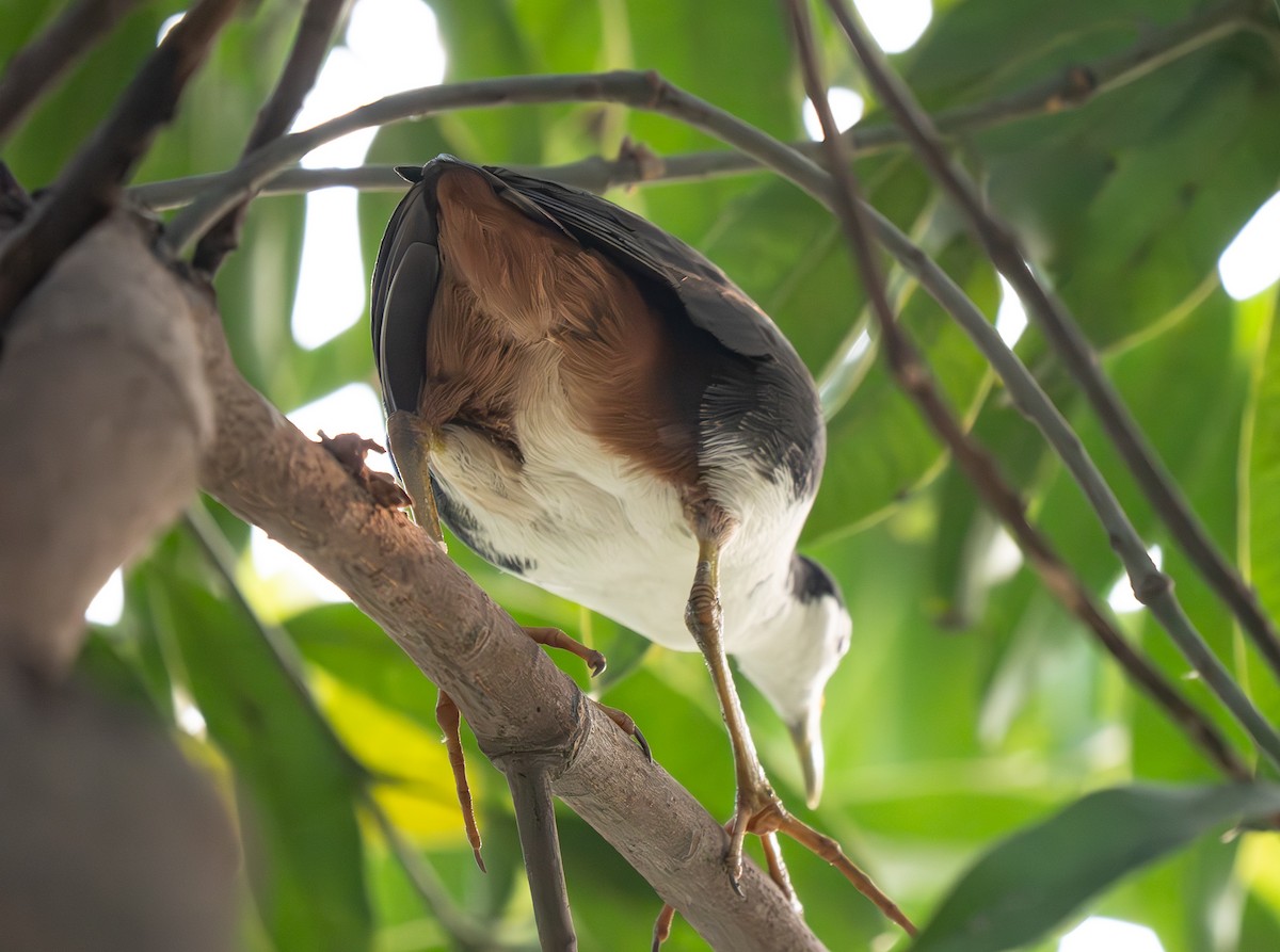 White-breasted Waterhen - ML652373083