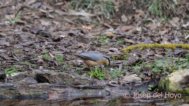 茶腹鳾 - ML652373128