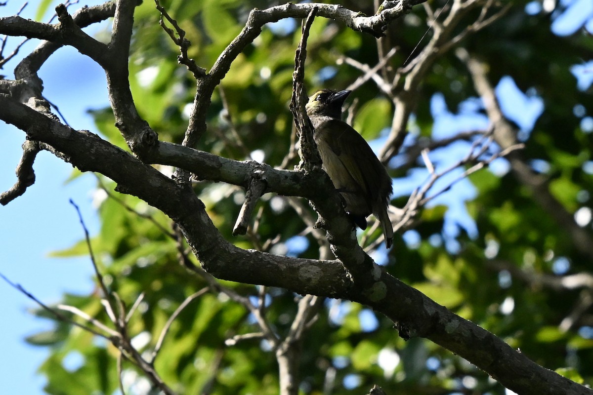 Barbudo Oliváceo (woodwardi) - ML652373291