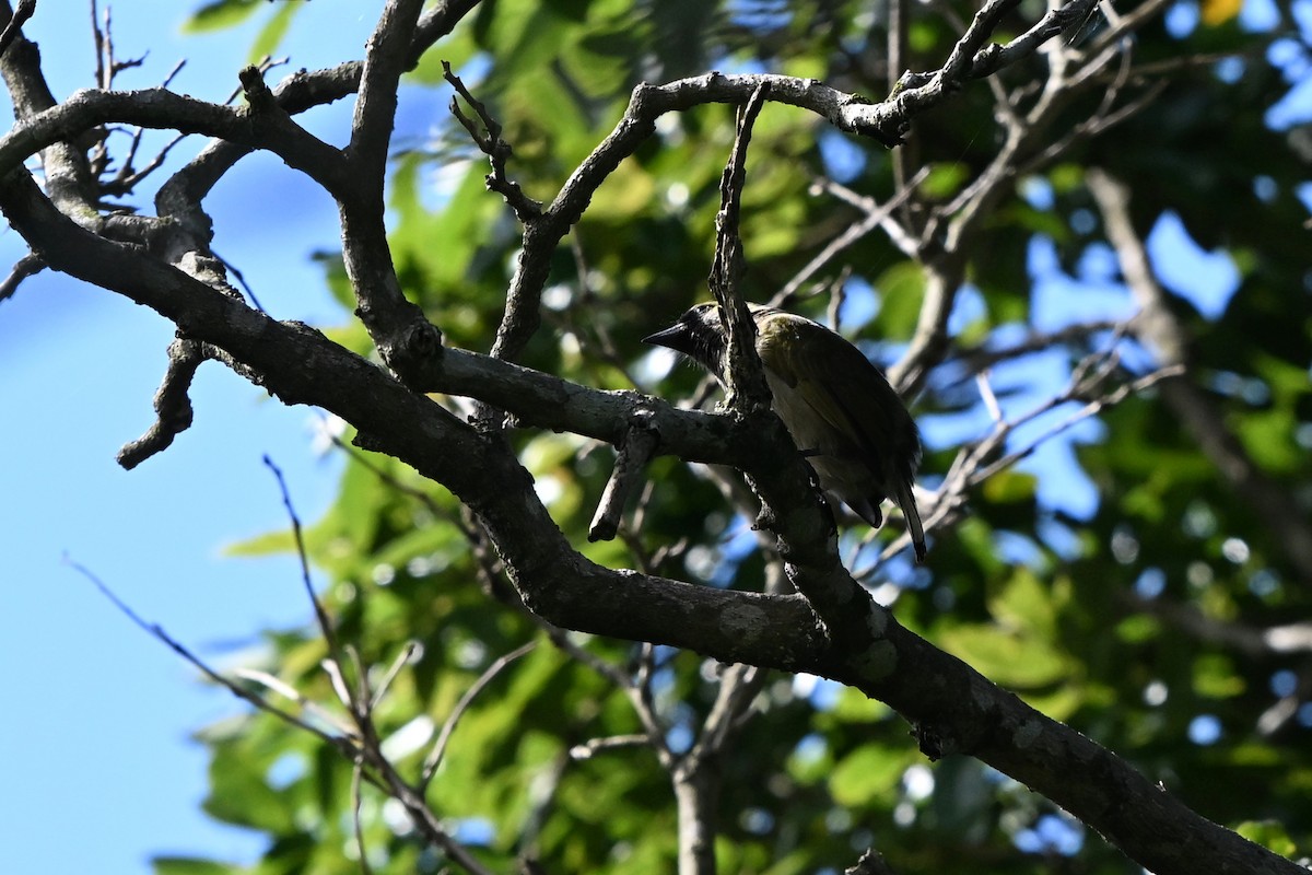 Barbudo Oliváceo (woodwardi) - ML652373292