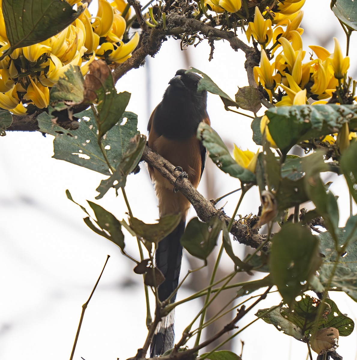 Rufous Treepie - ML652373350